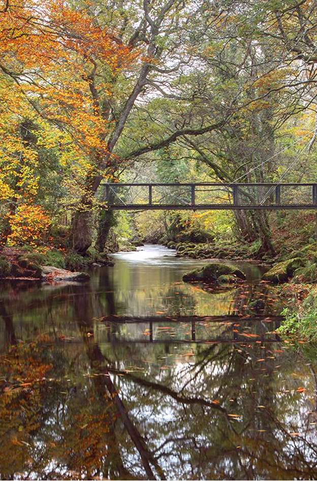 River Surrounded By Trees