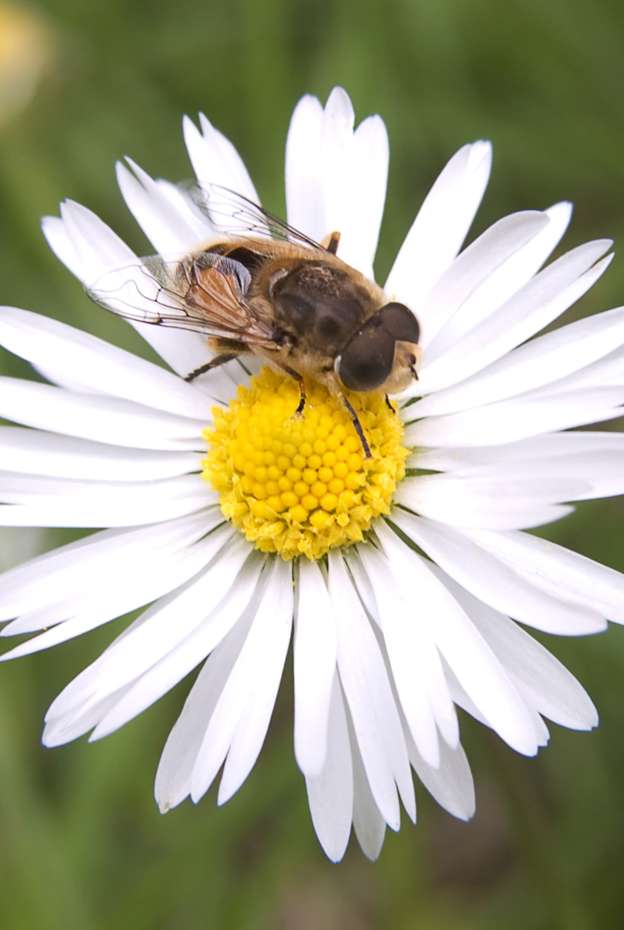 Bee Collecting Pollen