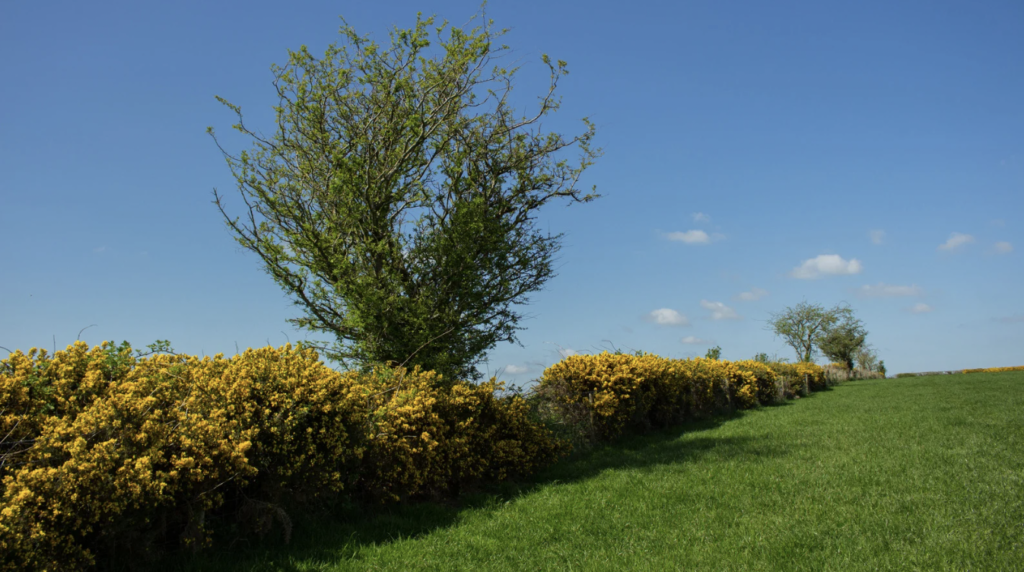 What land is suitable for a BNG habitat bank?
