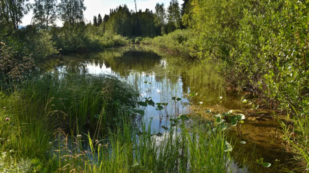 Understanding Statutory Biodiversity Metrics: Tools and Resources Explained