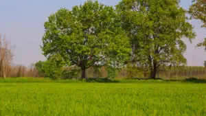 Biodiversity Net Gain: What Small Developments Need to Know Now