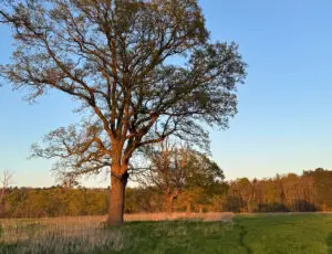 Off Site Habitat Management and Monitoring Plans