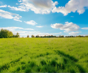 Ensuring Biodiversity Gains Are Delivered and Maintained