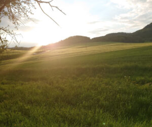 Local Planning Authorities Must Do to Deliver Biodiversity Net Gain