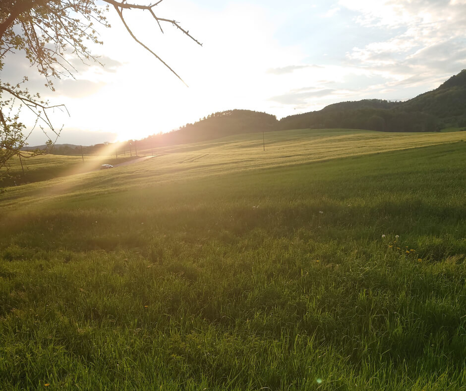 Local Planning Authorities Must Do to Deliver Biodiversity Net Gain