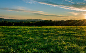 What Is the Biodiversity Gain Plan (BGP)? A Simple Guide