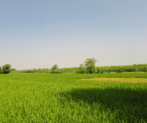 Purchasing BNG Units