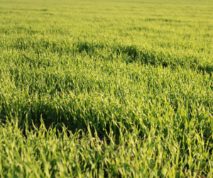 BNG Off-Site Credits vs On-Site Net Gain