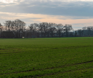 How Biodiversity Net Gain Works