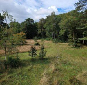 Local Planning Authorities Actually Look for in a Biodiversity Gain Plan