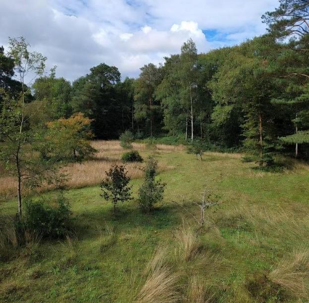 Local Planning Authorities Actually Look for in a Biodiversity Gain Plan
