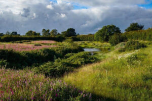 Strategic Significance in the Biodiversity Metric